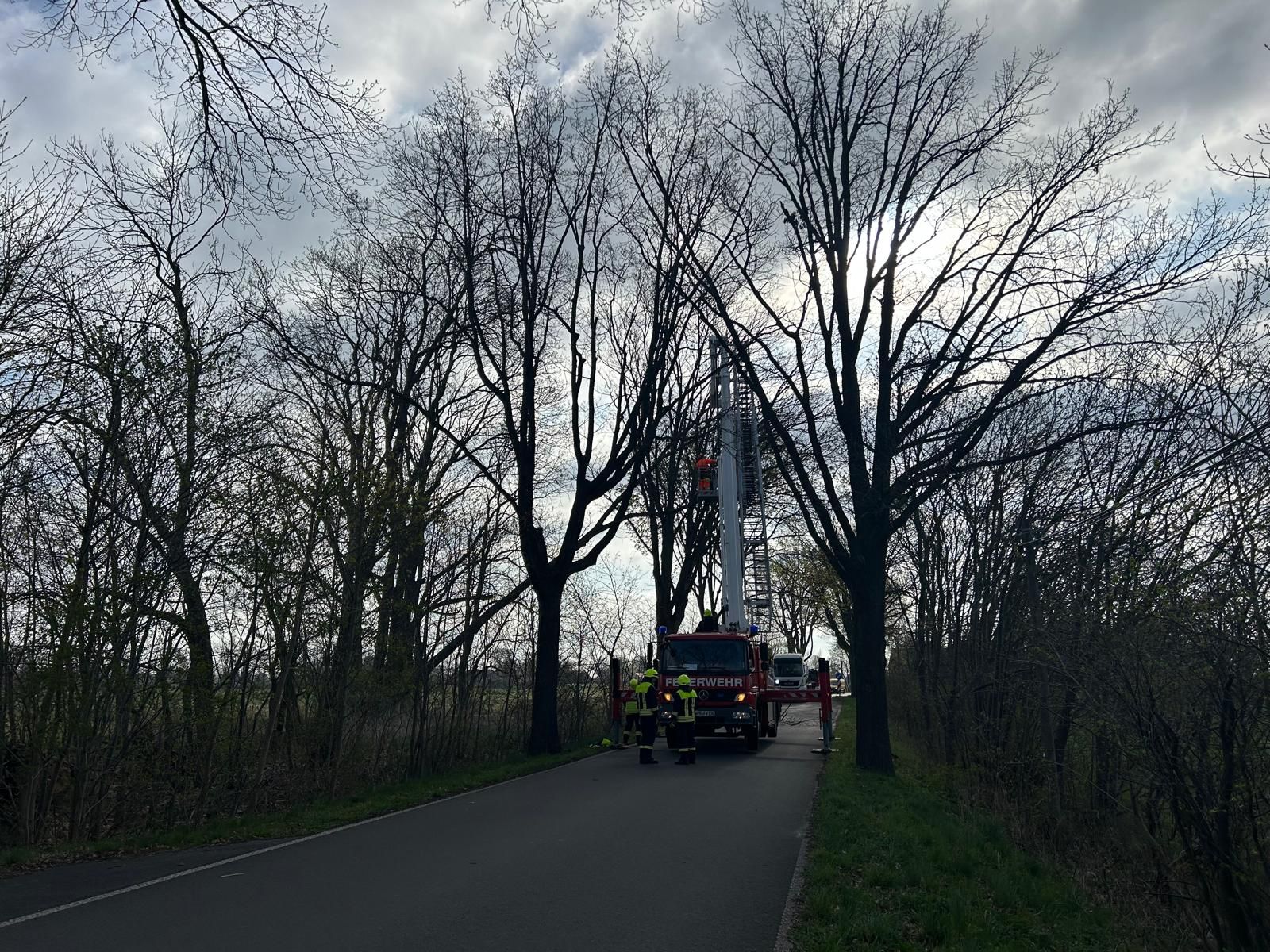 Mit Hilfe des Brontos (TLK) der Feuerwehreinheit Neustadt konnte der Baum Stück für Stück zurückgeschnitten werden. 