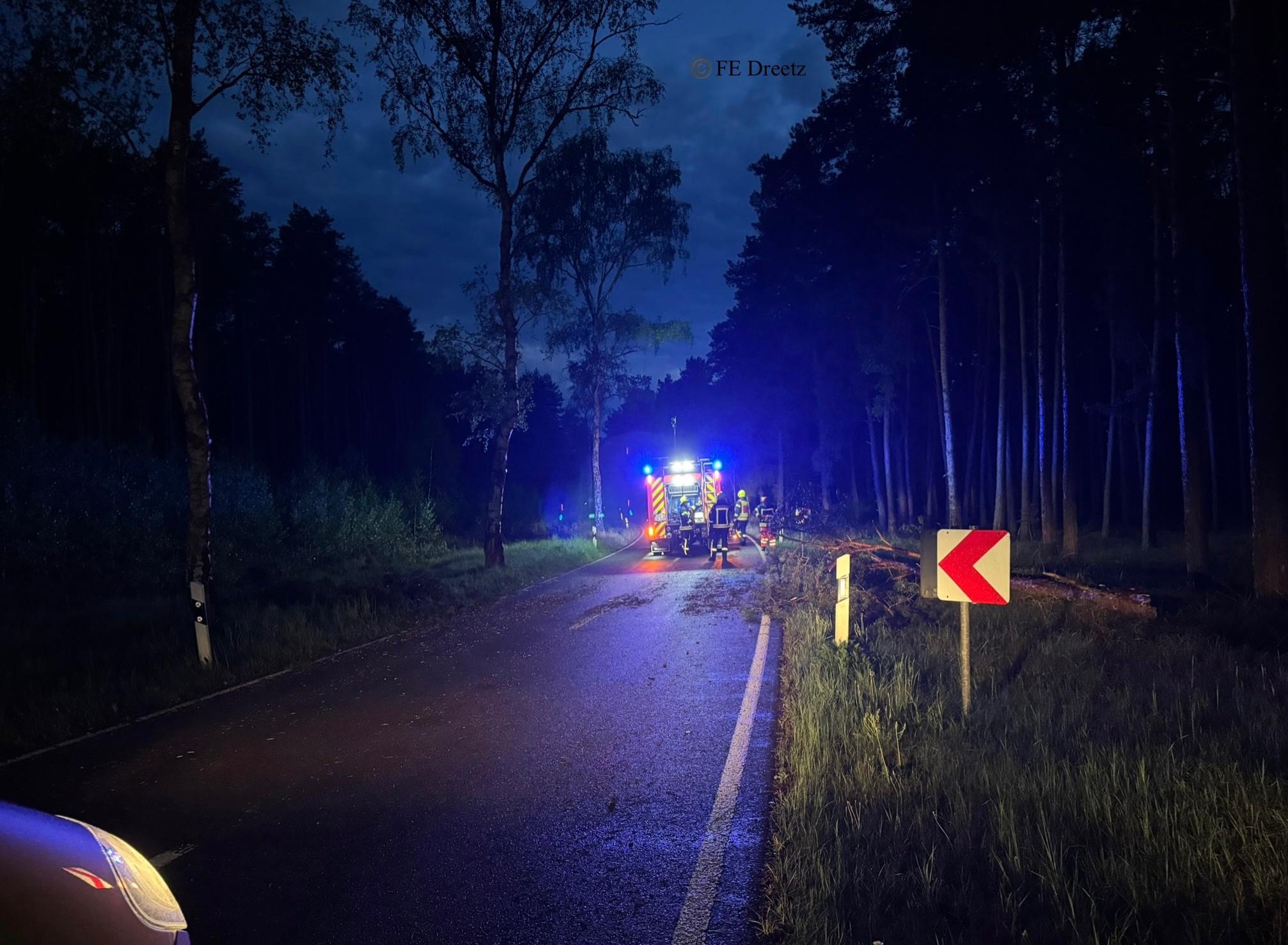 Die Reste des umgefallenen Baumes. 