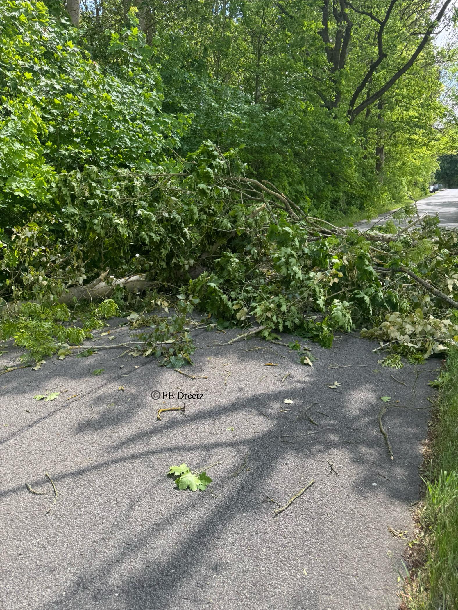 der abgebrochene Ast auf der Verbindungsstrecke Dreetz - Bartschendorf (Nähe Brücke Rhinkanal / Baselitz)
