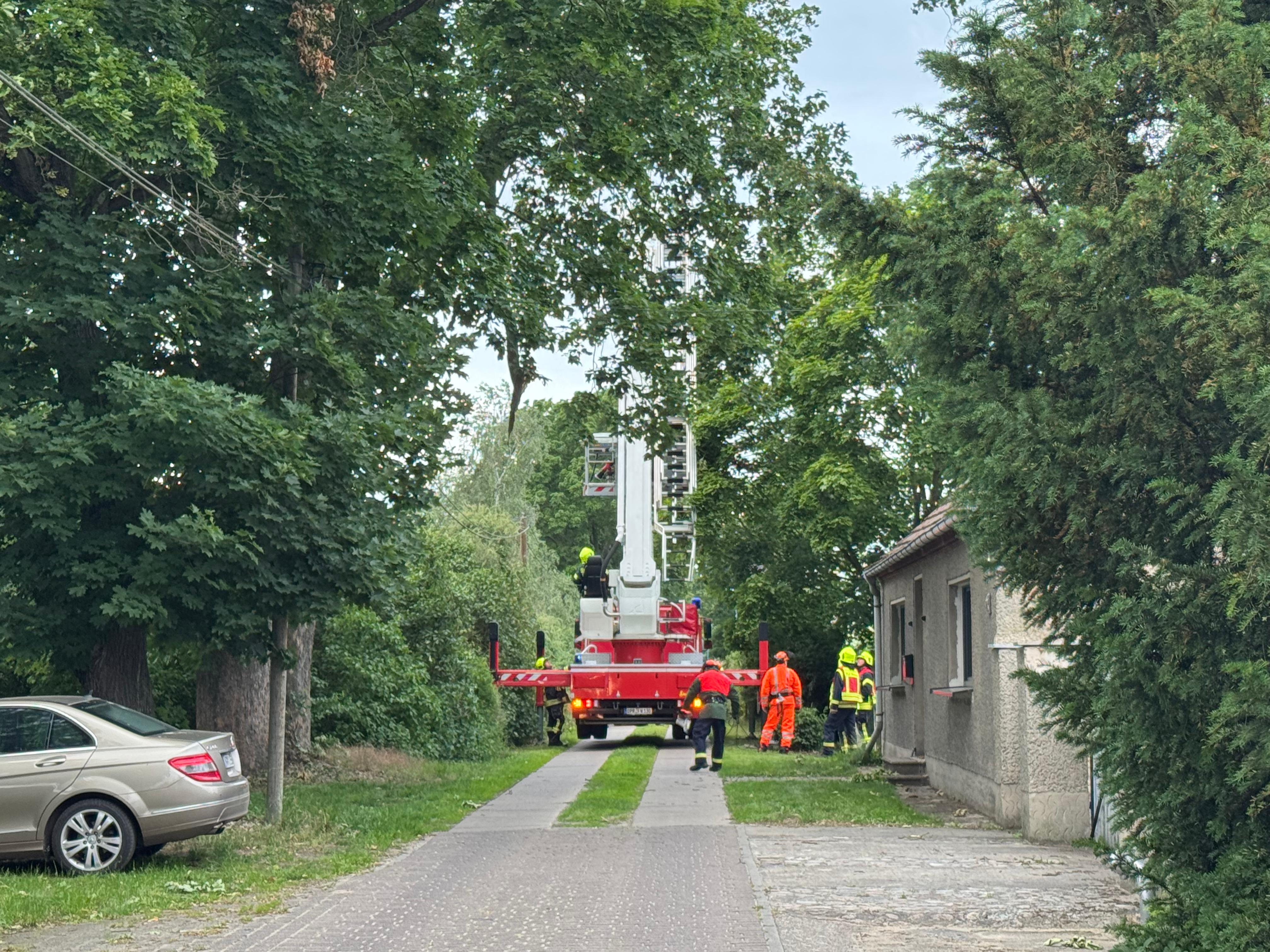 Mit Hilfe des TLK (Teleskopmastfahrzeug mit Korb) der Feuerwehreinheit Neustadt konnte der herunterhängende Ast Stück für Stück aus der Baumkrone heruntergeschnitten werden. 