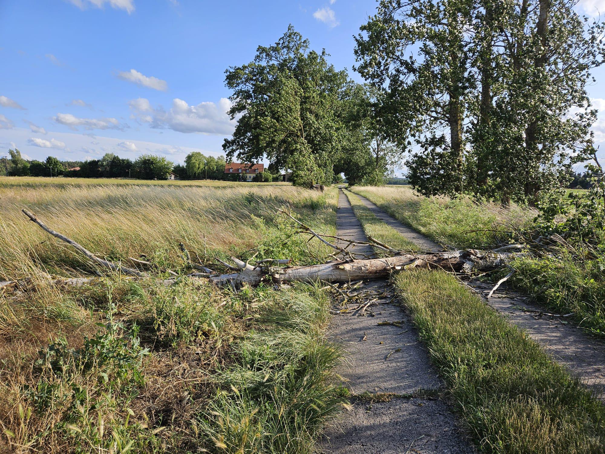 Umgestürzter Baum auf der Ortsverbindungsstraße Bartschendorf - Giesenhorst. 